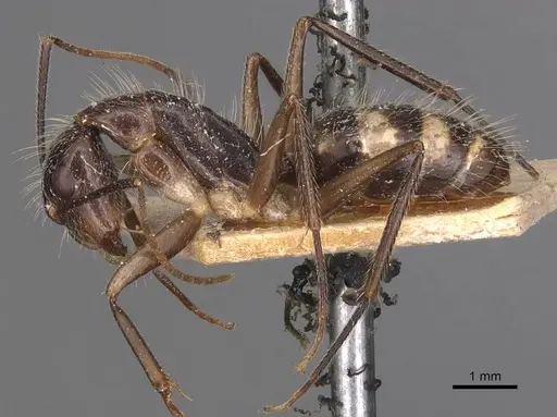 Camponotus melanoticus specimen CASENT0905258 image casent0905258_3