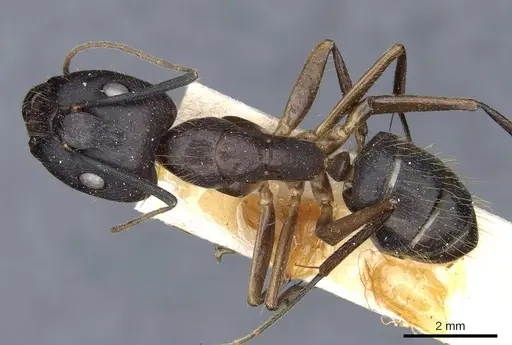 Camponotus melanoticus specimen CASENT0905810 image casent0905810_1
