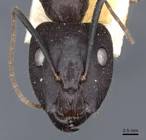 Camponotus melanoticus specimen CASENT0905810 image casent0905810_2