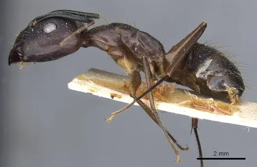Camponotus melanoticus specimen CASENT0905810 image casent0905810_3