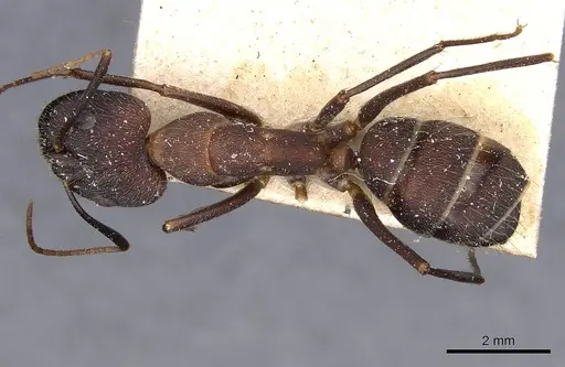 Camponotus melanoticus specimen CASENT0910001 image casent0910001_1