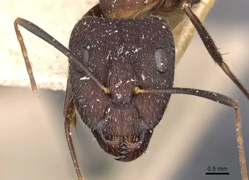Camponotus melanoticus specimen CASENT0910001 image casent0910001_2