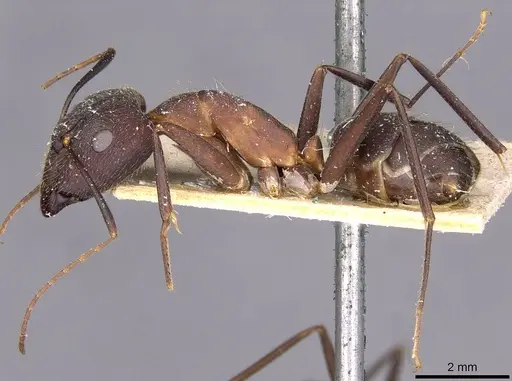 Camponotus melanoticus specimen CASENT0910001 image casent0910001_3