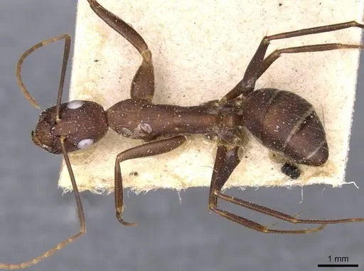 Camponotus melanoticus specimen CASENT0910002 image casent0910002_1