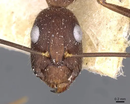 Camponotus melanoticus specimen CASENT0910002 image casent0910002_2