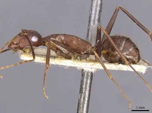 Camponotus melanoticus specimen CASENT0910002 image casent0910002_3