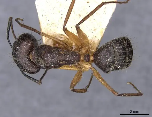 Camponotus melanoticus specimen CASENT0910003 image casent0910003_1