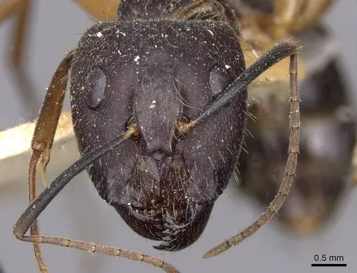 Camponotus melanoticus specimen CASENT0910003 image casent0910003_2
