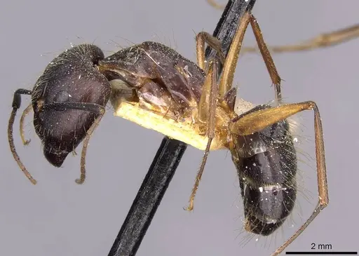 Camponotus melanoticus specimen CASENT0910003 image casent0910003_3