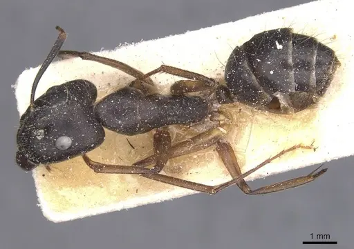 Camponotus melanoticus specimen CASENT0912003 image casent0912003_1