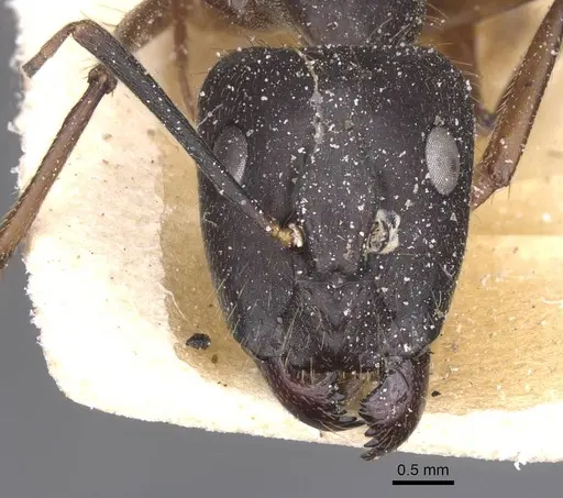Camponotus melanoticus specimen CASENT0912003 image casent0912003_2
