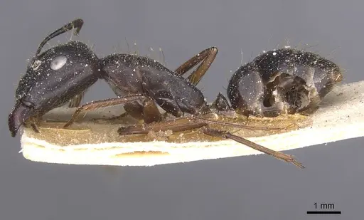 Camponotus melanoticus specimen CASENT0912003 image casent0912003_3