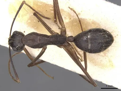 Camponotus melanoticus specimen CASENT0912004 image casent0912004_1