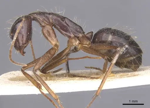 Camponotus melanoticus specimen CASENT0912004 image casent0912004_3