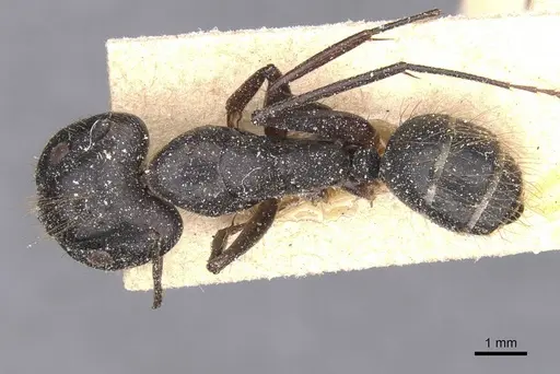 Camponotus melanoticus specimen CASENT0912005 image casent0912005_1