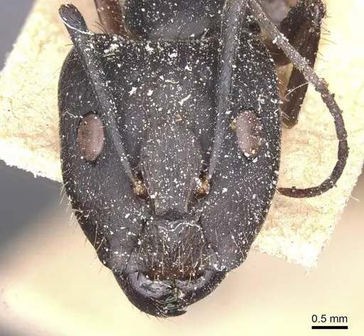 Camponotus melanoticus specimen CASENT0912005 image casent0912005_2