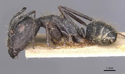 Camponotus melanoticus specimen CASENT0912005 image casent0912005_3