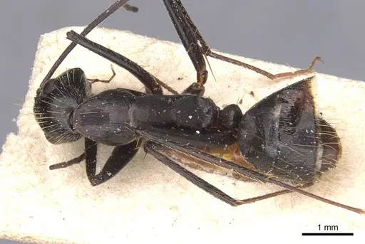 Camponotus melanoticus specimen CASENT0912006 image casent0912006_1