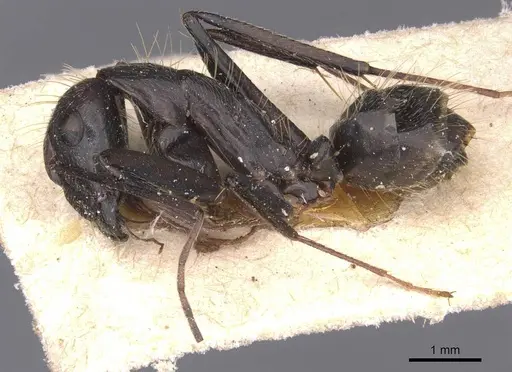 Camponotus melanoticus specimen CASENT0912006 image casent0912006_3