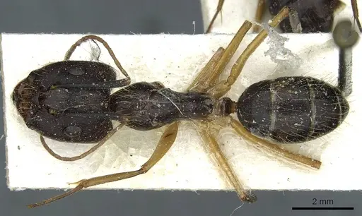 Camponotus melanoticus specimen CASENT0912007 image casent0912007_1