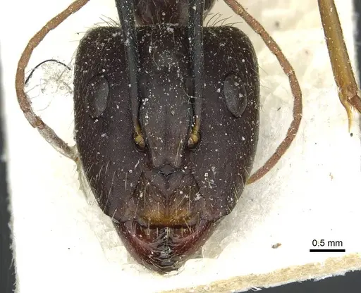 Camponotus melanoticus specimen CASENT0912007 image casent0912007_2