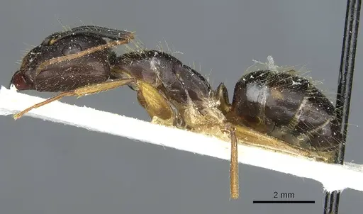 Camponotus melanoticus specimen CASENT0912007 image casent0912007_3