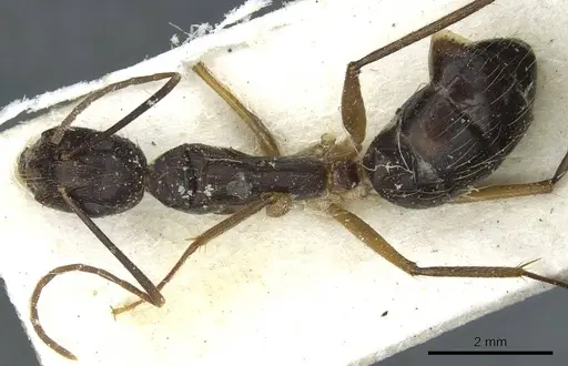 Camponotus melanoticus specimen CASENT0912008 image casent0912008_1