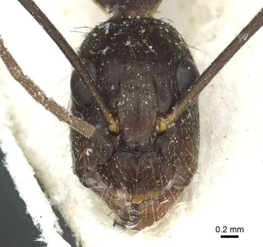 Camponotus melanoticus specimen CASENT0912008 image casent0912008_2