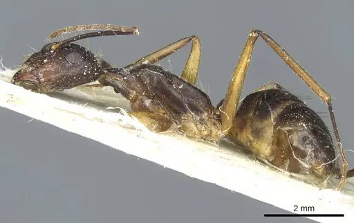 Camponotus melanoticus specimen CASENT0912008 image casent0912008_3