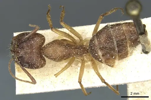 Camponotus melanoticus specimen CASENT0912009 image casent0912009_1