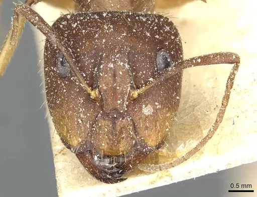 Camponotus melanoticus specimen CASENT0912009 image casent0912009_2