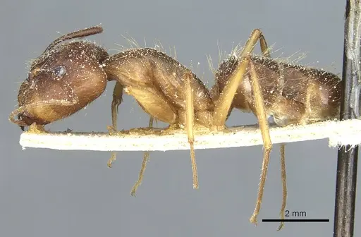 Camponotus melanoticus specimen CASENT0912009 image casent0912009_3