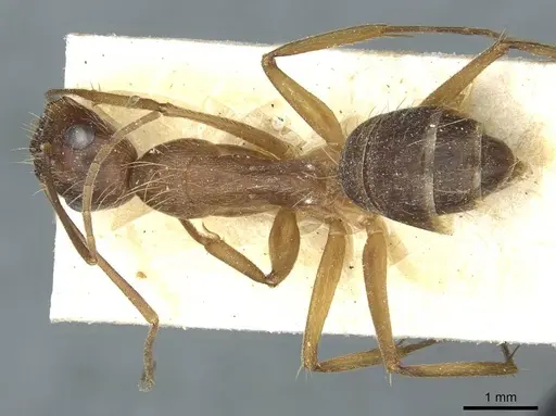 Camponotus melanoticus specimen CASENT0912010 image casent0912010_1