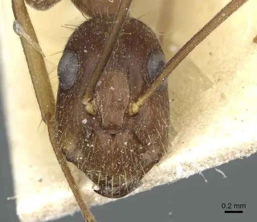 Camponotus melanoticus specimen CASENT0912010 image casent0912010_2