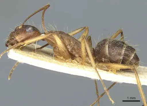 Camponotus melanoticus specimen CASENT0912010 image casent0912010_3