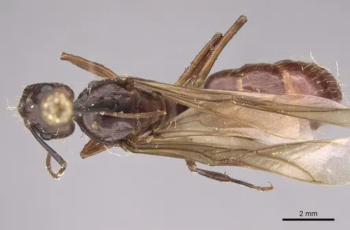 Camponotus melanoticus specimen CASENT0923539 image casent0923539_1