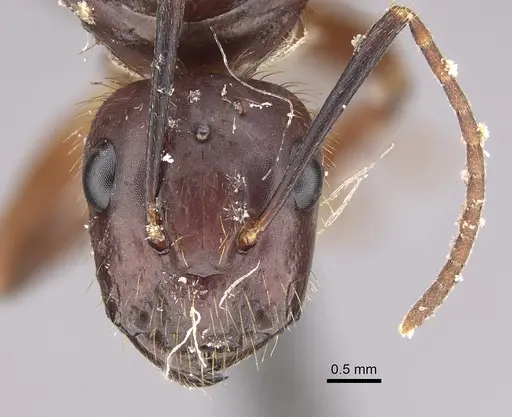 Camponotus melanoticus specimen CASENT0923539 image casent0923539_2