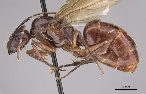 Camponotus melanoticus specimen CASENT0923539 image casent0923539_3
