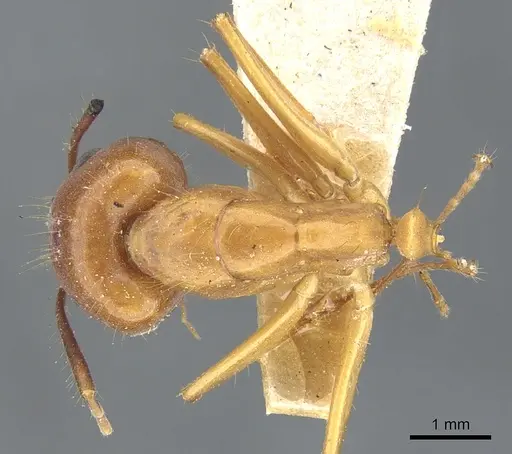 Camponotus melichloros specimen CASENT0903567 image casent0903567_1