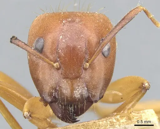 Camponotus melichloros specimen CASENT0903567 image casent0903567_2