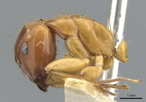 Camponotus melichloros specimen CASENT0903567 image casent0903567_3