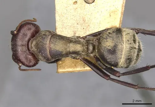 Camponotus mendax specimen CASENT0910447 image casent0910447_1