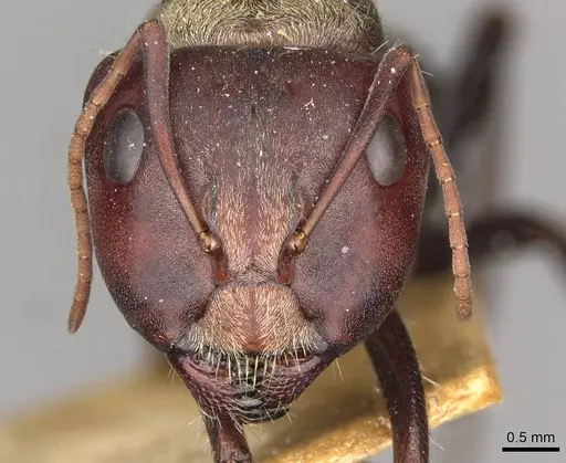 Camponotus mendax specimen CASENT0910447 image casent0910447_2