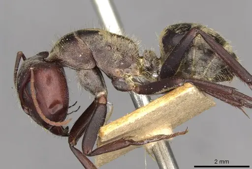 Camponotus mendax specimen CASENT0910447 image casent0910447_3