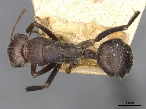Camponotus mendax specimen CASENT0910448 image casent0910448_1