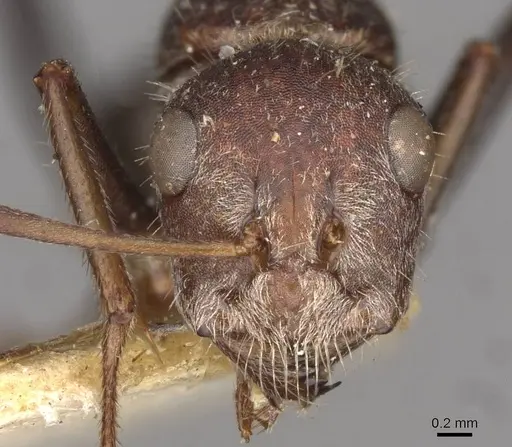 Camponotus mendax specimen CASENT0910448 image casent0910448_2