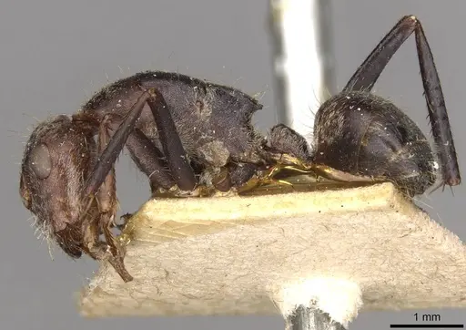 Camponotus mendax specimen CASENT0910448 image casent0910448_3
