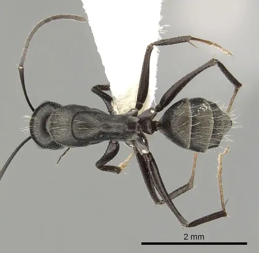 Camponotus micans specimen CASENT0249991 image casent0249991_1