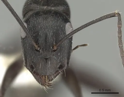 Camponotus micans specimen CASENT0249991 image casent0249991_2