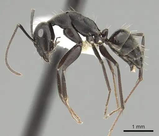 Camponotus micans specimen CASENT0249991 image casent0249991_3